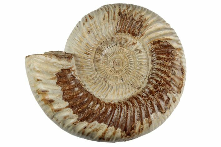 Jurassic Ammonite (Perisphinctes) - Madagascar #191448